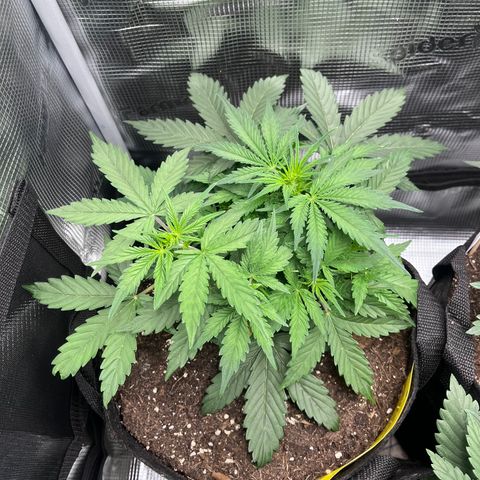 „White“ Lillith growlog timeline photo