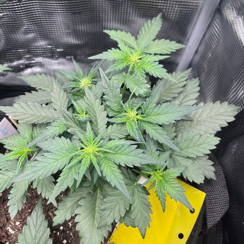„Silver“ Shiva growlog timeline photo