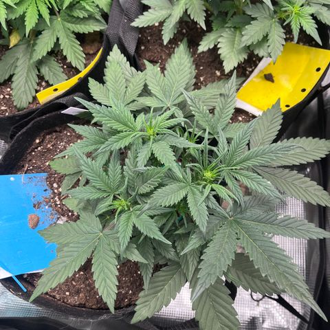 „Blue“ Ivy  growlog timeline photo
