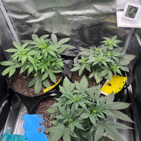 „Blue“ Ivy  growlog timeline photo