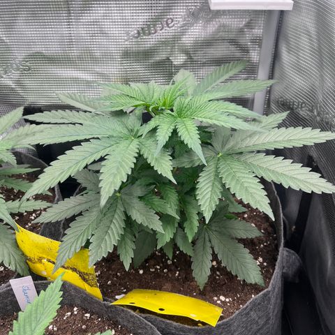 „Pink“ Penny growlog timeline photo