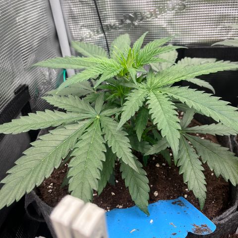 „Green“ Amy growlog timeline photo
