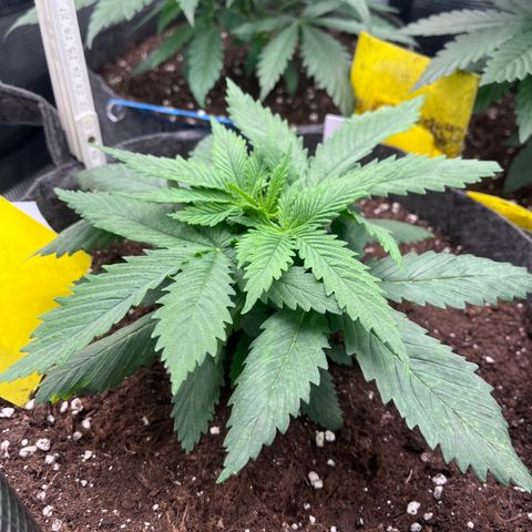 „Poison“ Lady growlog timeline photo
