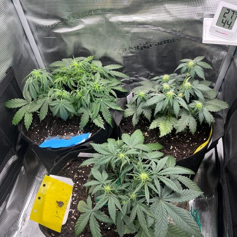 „Blue“ Ivy  growlog timeline photo