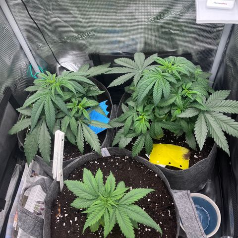 „Pink“ Penny growlog timeline photo