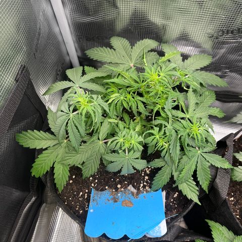 „White“ Lillith growlog timeline photo