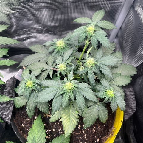 „Silver“ Shiva growlog timeline photo