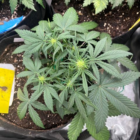 „Blue“ Ivy  growlog timeline photo