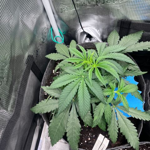 „Green“ Amy growlog timeline photo