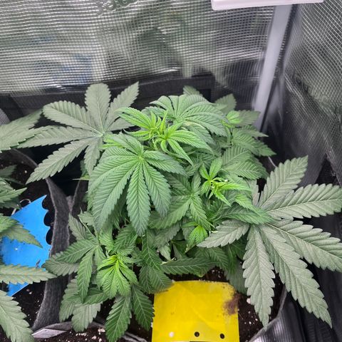 „Pink“ Penny growlog timeline photo