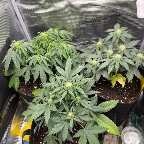 „Blue“ Ivy  growlog timeline photo