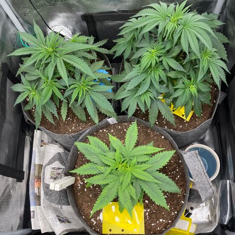 „Pink“ Penny growlog timeline photo