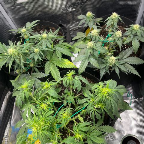 „Blue“ Ivy  growlog timeline photo