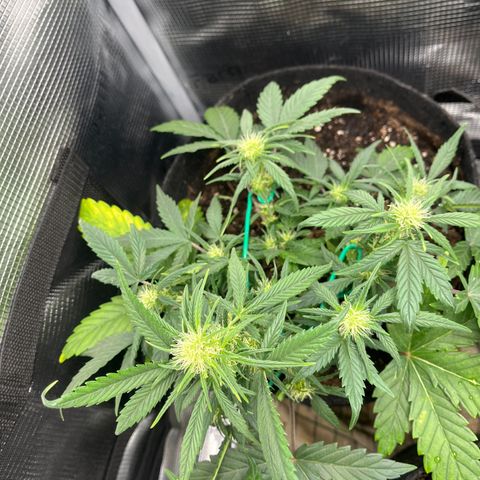 „Blue“ Ivy  growlog timeline photo