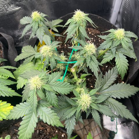 „Silver“ Shiva growlog timeline photo