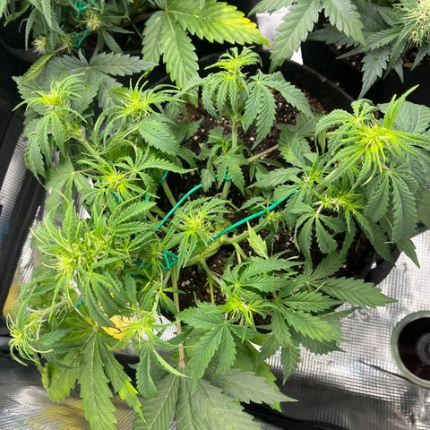 „White“ Lillith growlog timeline photo