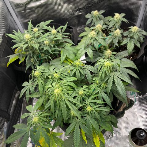 „Blue“ Ivy  growlog timeline photo