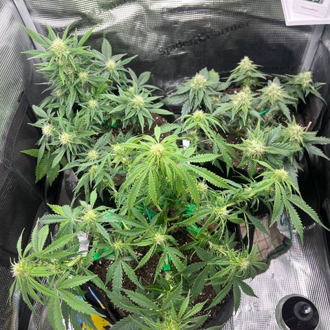 „Blue“ Ivy  growlog timeline photo
