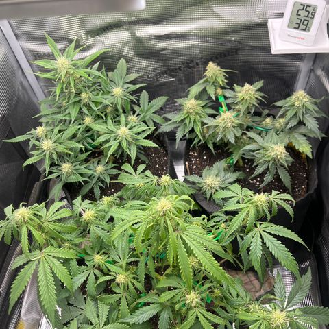 „Blue“ Ivy  growlog timeline photo
