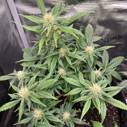 „Blue“ Ivy  growlog timeline photo