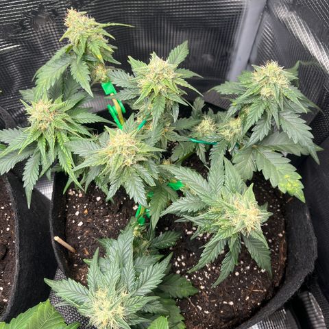 „Silver“ Shiva growlog timeline photo