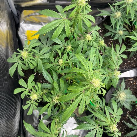 „White“ Lillith growlog timeline photo