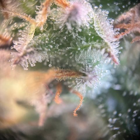 „Blue“ Ivy  growlog timeline photo