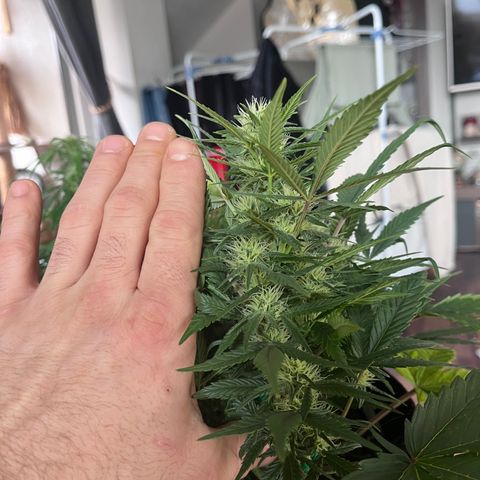 „Blue“ Ivy  growlog timeline photo