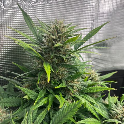 „Blue“ Ivy  growlog timeline photo