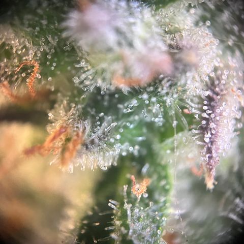 „Blue“ Ivy  growlog timeline photo