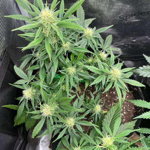 „Blue“ Ivy  growlog timeline photo