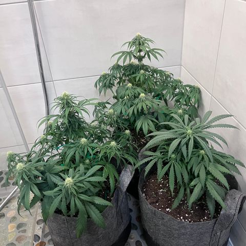 „Pink“ Penny growlog photo: Getaucht