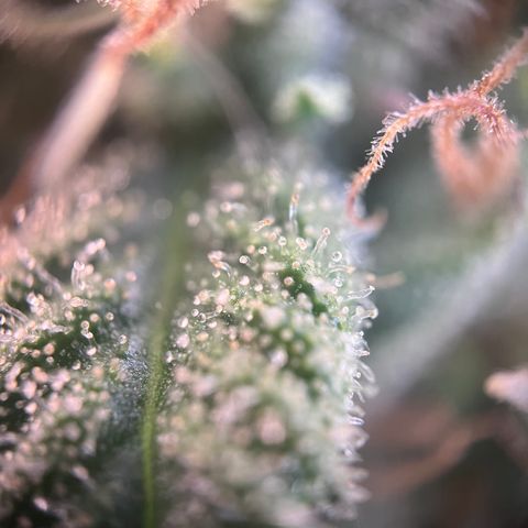 „Blue“ Ivy  growlog timeline photo