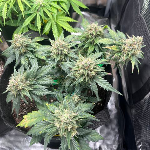 „Silver“ Shiva growlog timeline photo