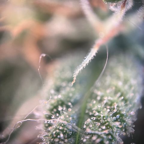 „Blue“ Ivy  growlog timeline photo