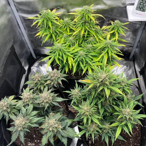 „Blue“ Ivy  growlog timeline photo