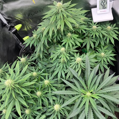 „Pink“ Penny growlog timeline photo