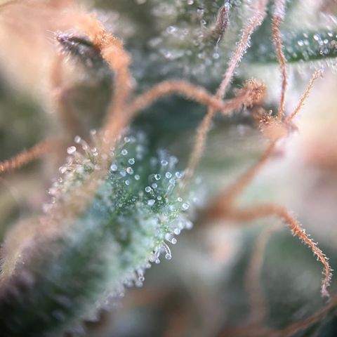 „Blue“ Ivy  growlog timeline photo