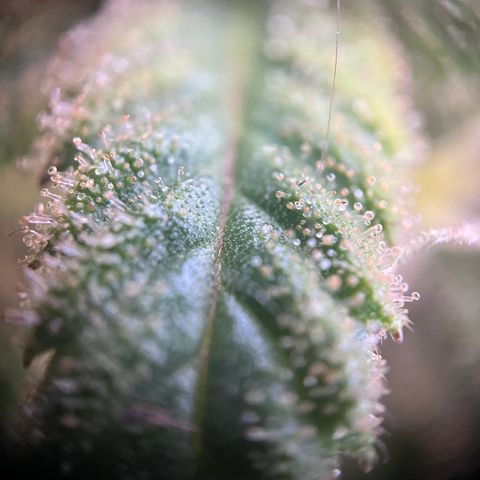 „Blue“ Ivy  growlog timeline photo