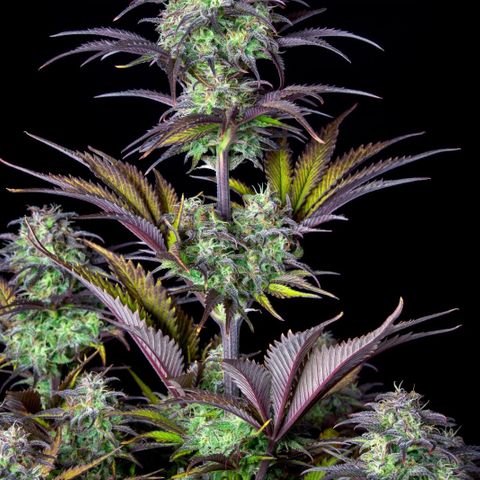 Lilly Vanilly growlog photo
