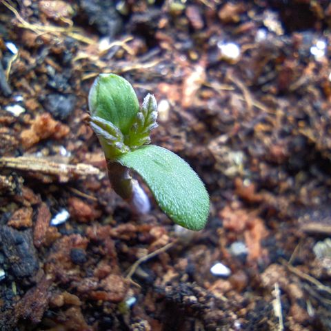 Auto Amnesia Divine-Seeds growlog timeline photo