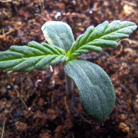Auto Amnesia Divine-Seeds growlog timeline photo