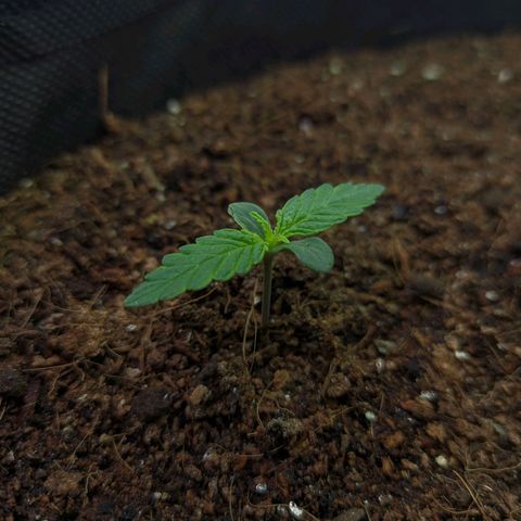 Auto Amnesia Divine-Seeds growlog timeline photo