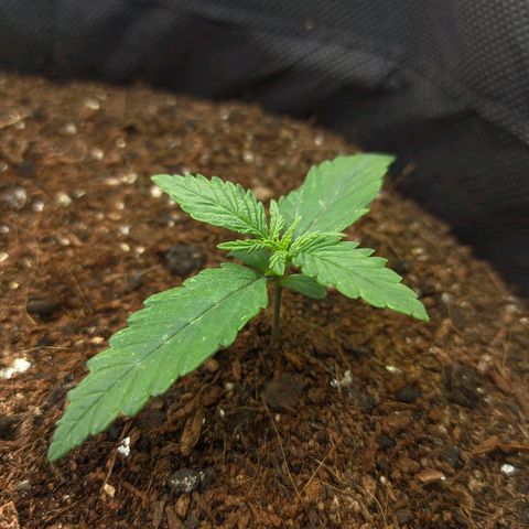 Auto Amnesia Divine-Seeds growlog timeline photo