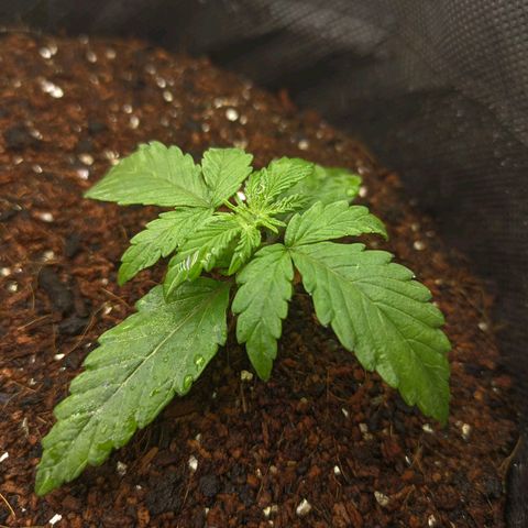 Auto Amnesia Divine-Seeds growlog timeline photo