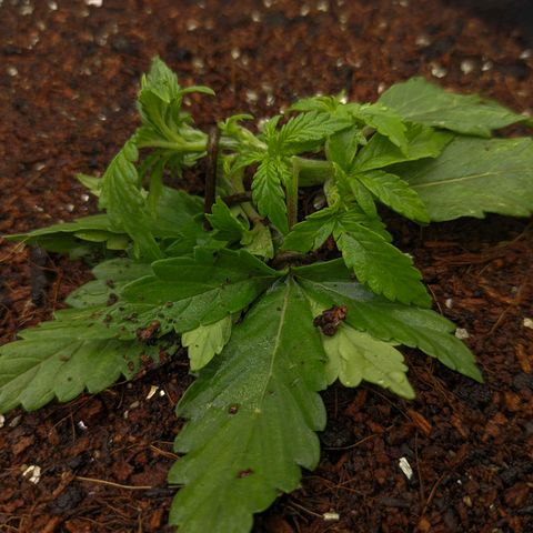 Auto Amnesia Divine-Seeds growlog timeline photo