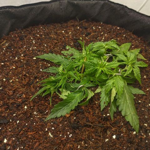 Auto Amnesia Divine-Seeds growlog timeline photo