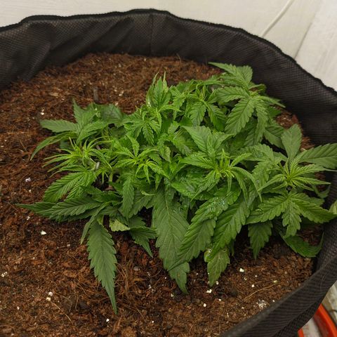Auto Amnesia Divine-Seeds growlog timeline photo