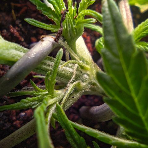 Auto Amnesia Divine-Seeds growlog photo: Показала пол