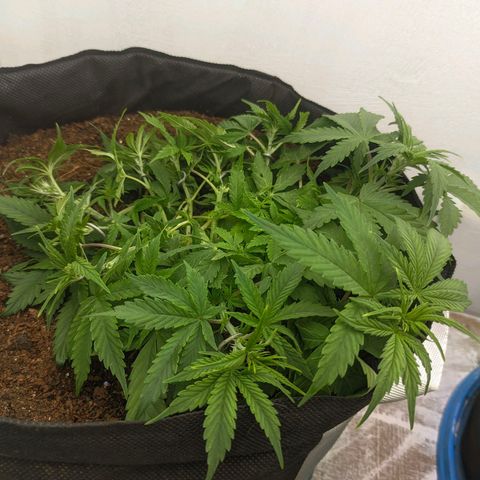 Auto Amnesia Divine-Seeds growlog timeline photo
